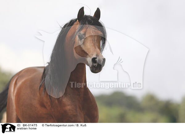 Araber / arabian horse / BK-01475