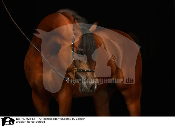 Araber Portrait / arabian horse portrait / HL-02543