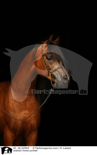 arabian horse portrait / HL-02544
