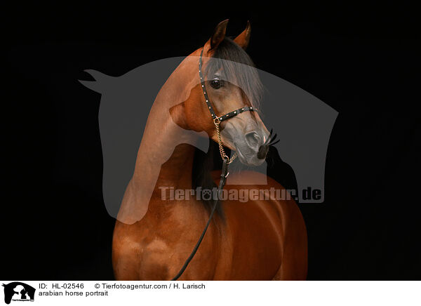 arabian horse portrait / HL-02546