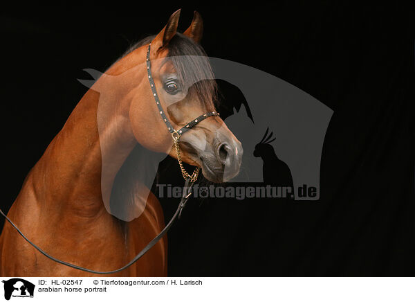 Araber Portrait / arabian horse portrait / HL-02547