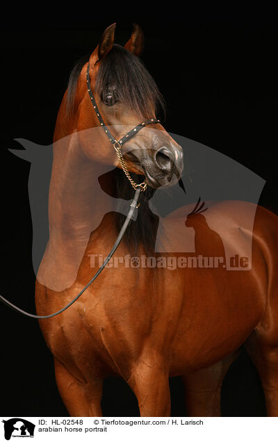 Araber Portrait / arabian horse portrait / HL-02548