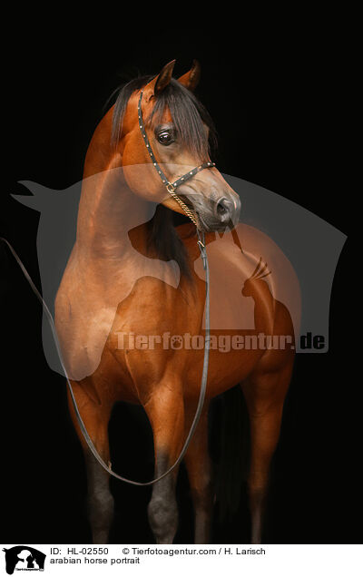 Araber Portrait / arabian horse portrait / HL-02550