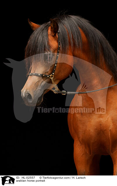 Araber Portrait / arabian horse portrait / HL-02557