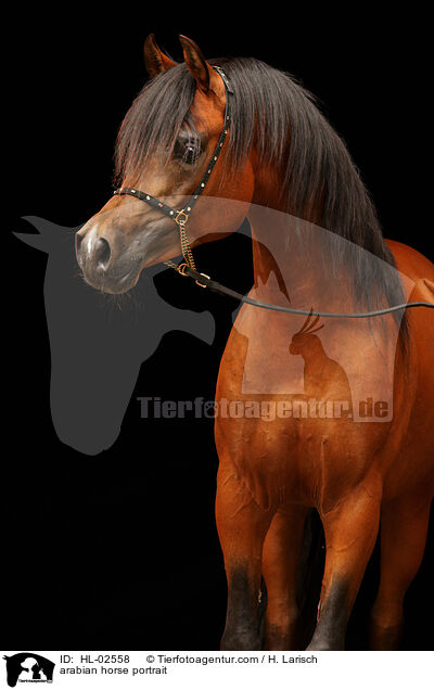 Araber Portrait / arabian horse portrait / HL-02558