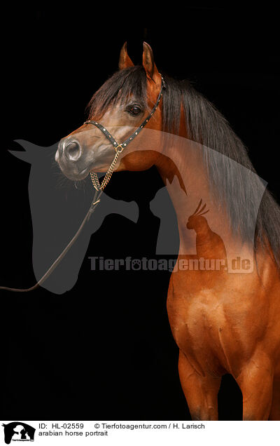 Araber Portrait / arabian horse portrait / HL-02559