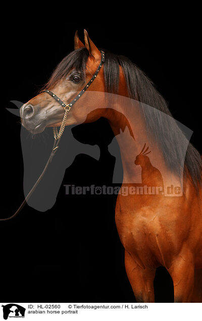 Araber Portrait / arabian horse portrait / HL-02560