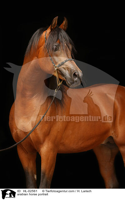 arabian horse portrait / HL-02561