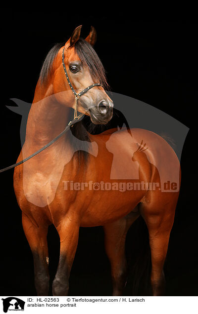 Araber Portrait / arabian horse portrait / HL-02563