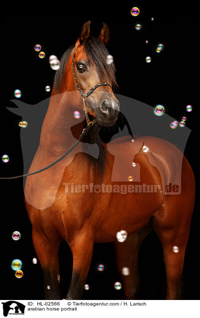 Araber Portrait / arabian horse portrait / HL-02566