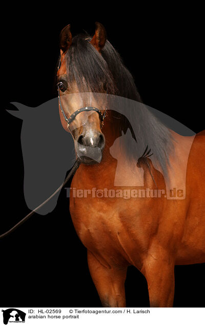 Araber Portrait / arabian horse portrait / HL-02569