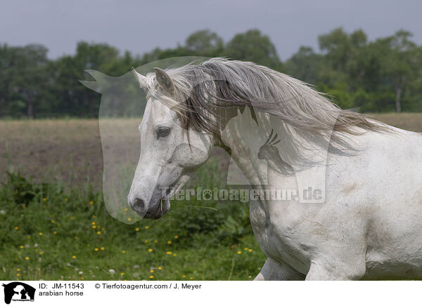 arabian horse / JM-11543