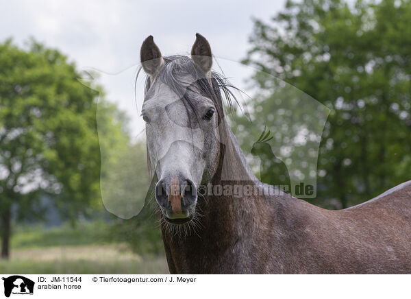 Araber / arabian horse / JM-11544