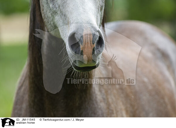 Araber / arabian horse / JM-11545