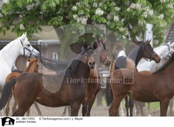 Araber / arabian horses / JM-11553