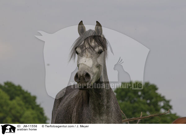 arabian horse / JM-11558