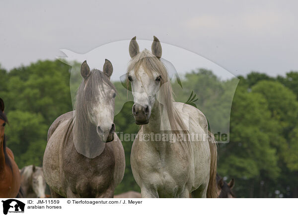 arabian horses / JM-11559