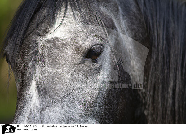 arabian horse / JM-11562