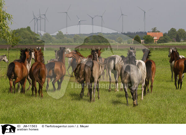 arabian horses / JM-11563