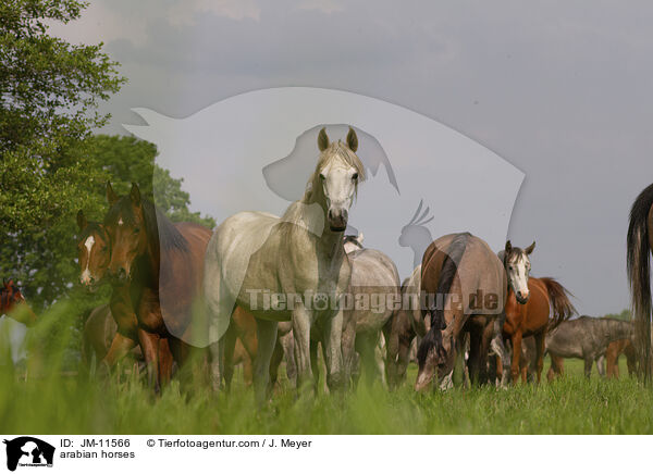 Araber / arabian horses / JM-11566