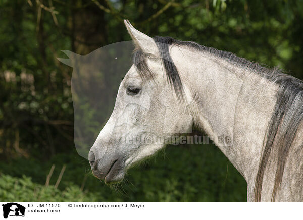 Araber / arabian horse / JM-11570