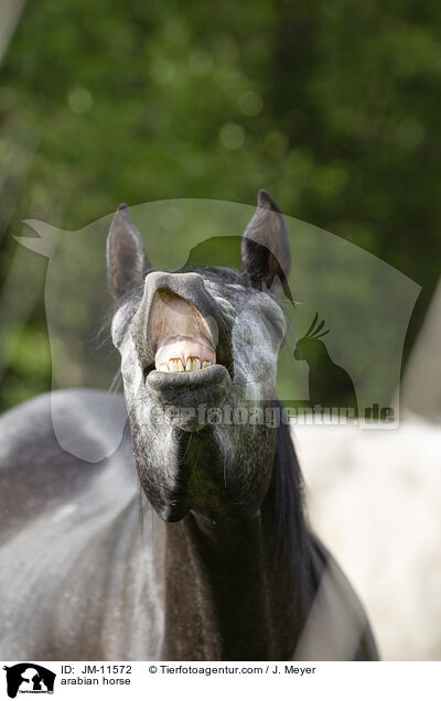 arabian horse / JM-11572