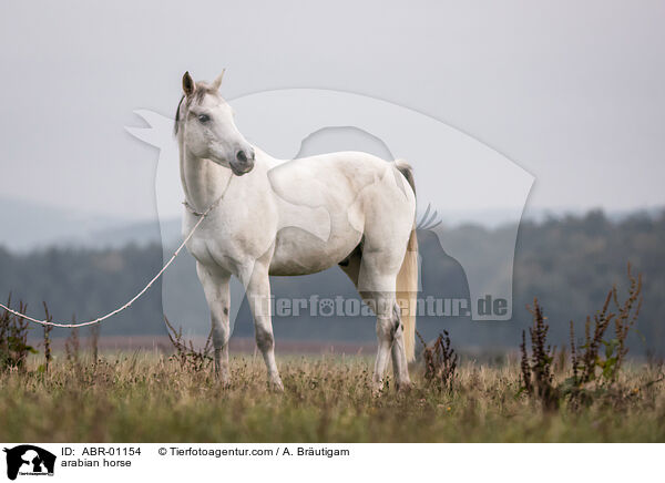 Araber / arabian horse / ABR-01154
