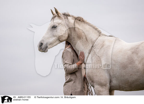 Araber / arabian horse / ABR-01155