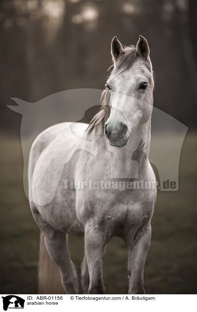 Araber / arabian horse / ABR-01156