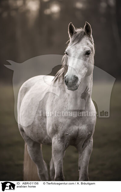 arabian horse / ABR-01156