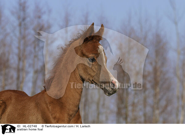 Araber Fohlen / arabian horse foal / HL-02748