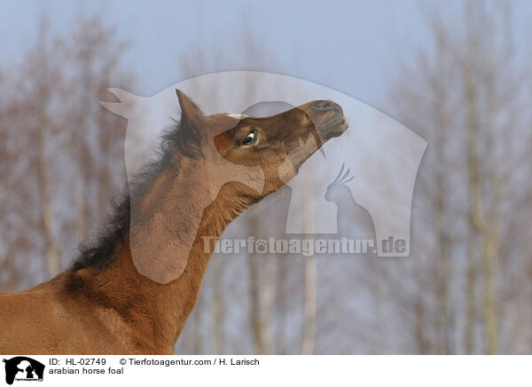 arabian horse foal / HL-02749