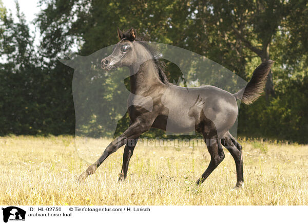 arabian horse foal / HL-02750