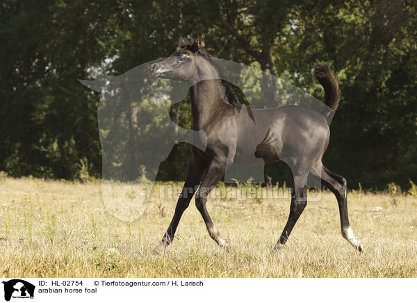 Araber Fohlen / arabian horse foal / HL-02754