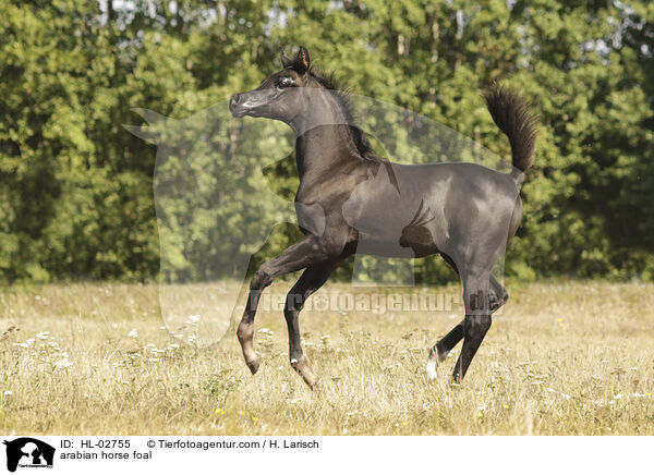 arabian horse foal / HL-02755