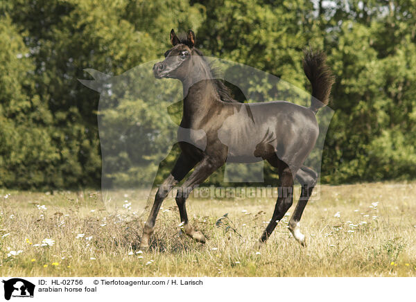 Araber Fohlen / arabian horse foal / HL-02756