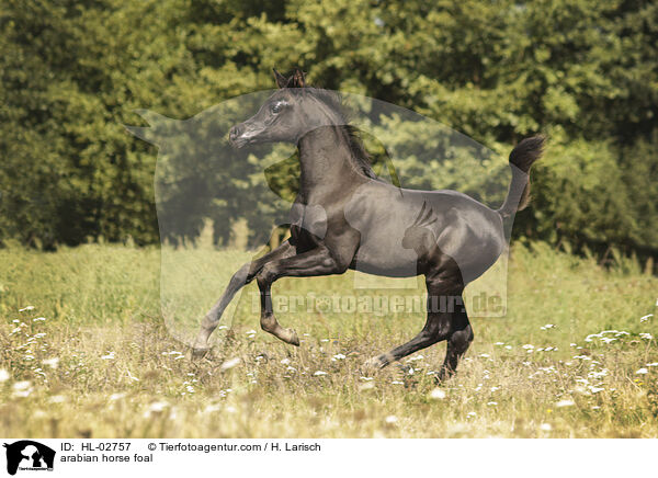 arabian horse foal / HL-02757
