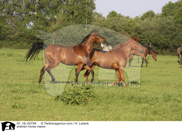 Araber Stuten / arabian horse mares / HL-02758