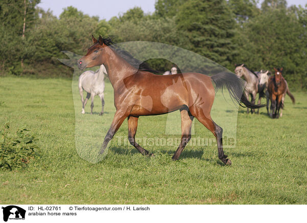 arabian horse mares / HL-02761