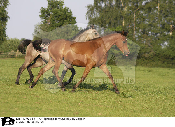 arabian horse mares / HL-02763