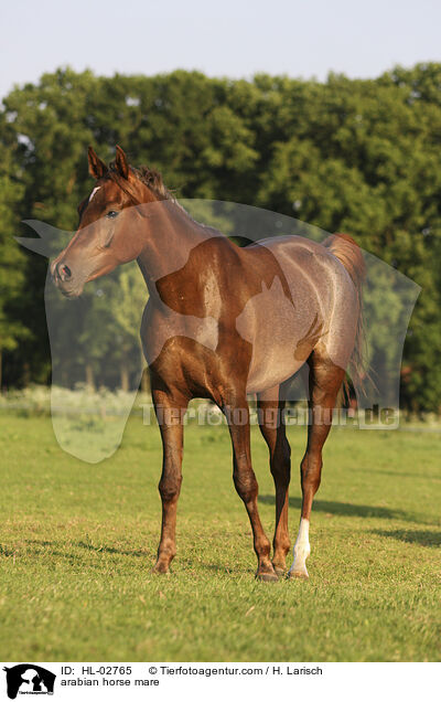 arabian horse mare / HL-02765