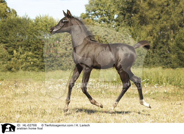 Araber Fohlen / arabian horse foal / HL-02768