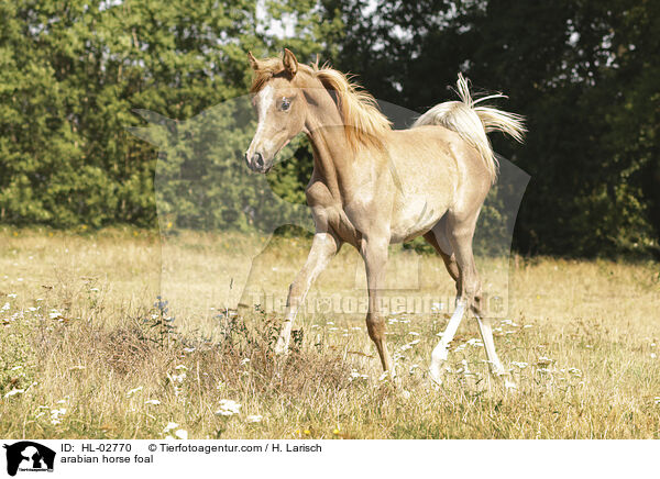 arabian horse foal / HL-02770