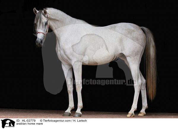 Araber Stute / arabian horse mare / HL-02779