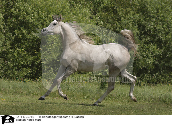 Araber Stute / arabian horse mare / HL-02788
