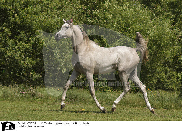 Araber Stute / arabian horse mare / HL-02791