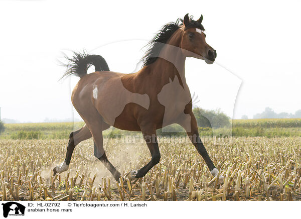 arabian horse mare / HL-02792