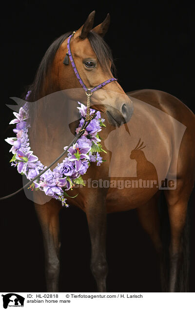 arabian horse mare / HL-02818