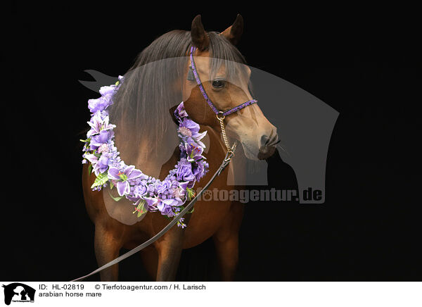 arabian horse mare / HL-02819