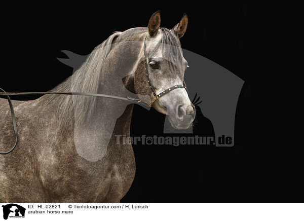 Araber Stute / arabian horse mare / HL-02821